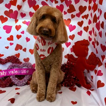 Classy k9 Mobile Grooming - Pet Groomers Near Me Classy k9 Mobile Grooming - Pet Groomers Near Me