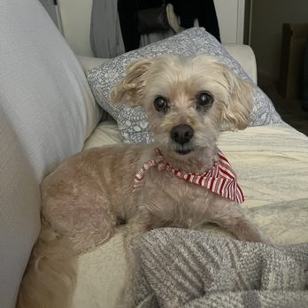 Bark Place Dog Grooming - Pet Groomers Near Me - Covina, California