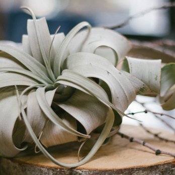 Smith Teamaker - Ambiance -- lil succulents everywhere - Tea Rooms Near Me - Portland, Oregon Smith Teamaker - Ambiance -- lil succulents everywhere - Tea Rooms Near Me - Portland, Oregon