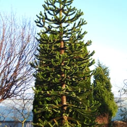 Langeskov Planteskole - The monkey tree, it's huge!