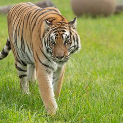 Turpentine Creek Wildlife Refuge - Thelma, a female tiger, found sanctuary at the refuge. Many animals come from all over. They need help. Adopt today.