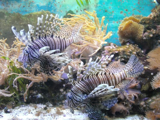 Aquarium GEOMAR by null