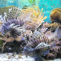 Aquarium Geomar