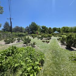 Reno Municipal Rosa Garden - Everything is just days away from bloom.
