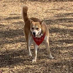 Ann D. L'Heureux Memorial Dog Park - SCOUT at the dog park, sniffing butts and making new friends. it's a dog's life.