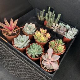 Succulents