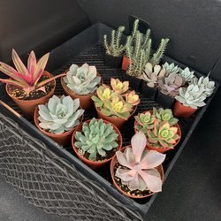 Melrose Succulents - Succulents