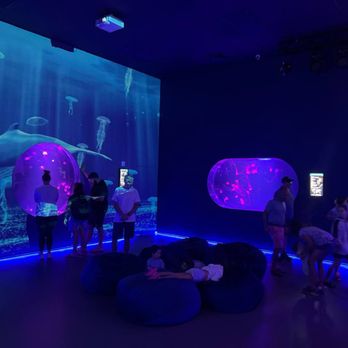Jellyfish Museum - Museums Near Me - Pompano Beach, Florida Jellyfish Museum - Museums Near Me - Pompano Beach, Florida