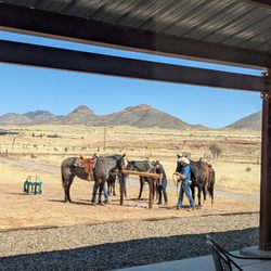 Flying Kite Vineyard - A group pulled up with their horses