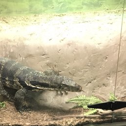 Monitor lizard Monitor lizard