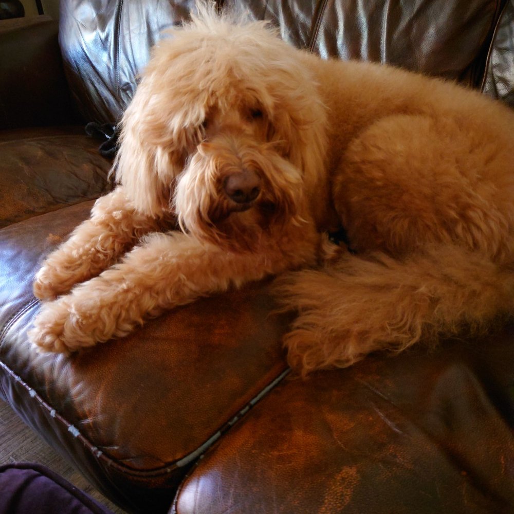 Teddy is fresh and clean thanks to Candice! Teddy is fresh and clean thanks to Candice!