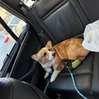Kiyomi Pet - Pet Groomers Near Me - San Gabriel, California