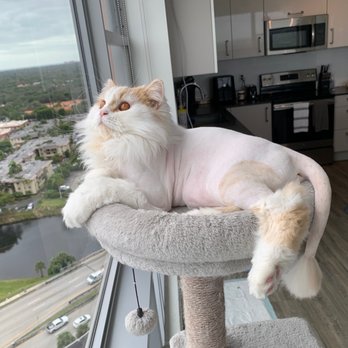 A Country Cat House - Pet Groomers Near Me - Miami, Florida