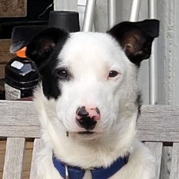 Fetching Tails Foundation - Our beautiful boy, Domino...a Fetching Tails Foundation dog. - Pet Adoption Near Me Fetching Tails Foundation - Our beautiful boy, Domino...a Fetching Tails Foundation dog. - Pet Adoption Near Me