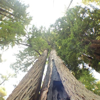 Highway 9 - Trees by Big Basin - Local Flavor Near Me Highway 9 - Trees by Big Basin - Local Flavor Near Me