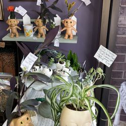 Quaint Shop - Various house plants in specialized planters