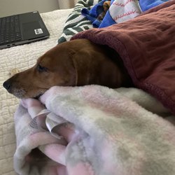 Lone Star Animal Hospital - My injured dog, Halie Janelle! Please say prayers for her.