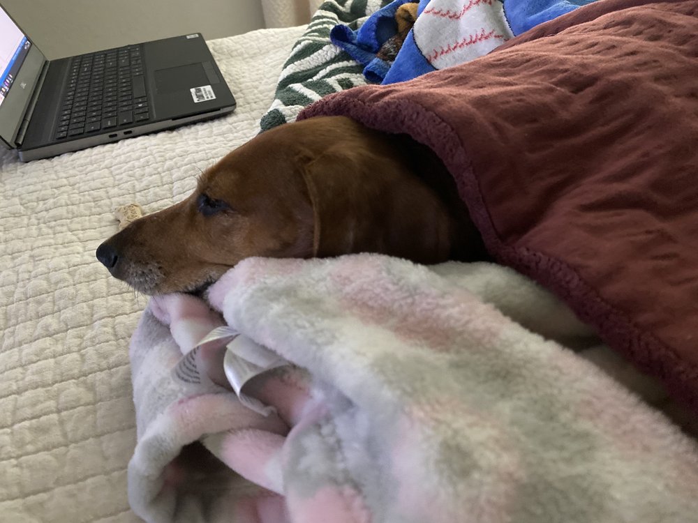 LONE STAR ANIMAL HOSPITAL Updated September 2024 14 Photos 13788