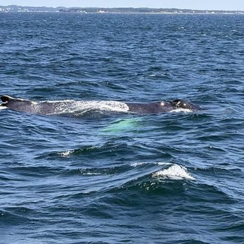 7 Seas Whale Watch - Whale Watching Tours Near Me - Gloucester, Massachusetts 7 Seas Whale Watch - Whale Watching Tours Near Me - Gloucester, Massachusetts