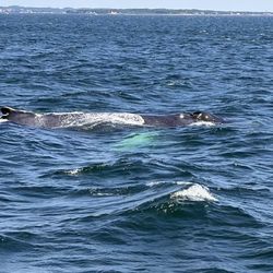 7 Seas Whale Watch