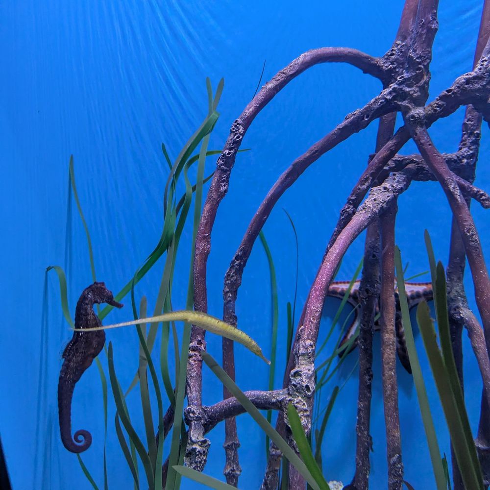 Seattle Aquarium - Aquariums Near Me - Seattle, Washington Seattle Aquarium - Aquariums Near Me - Seattle, Washington