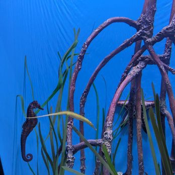 Seattle Aquarium - Aquariums Near Me - Seattle, Washington