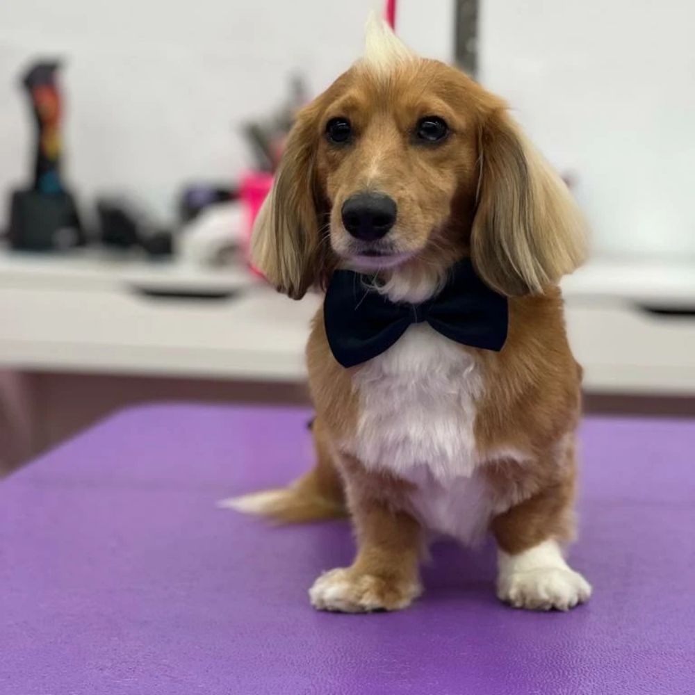 Groom & Go Image