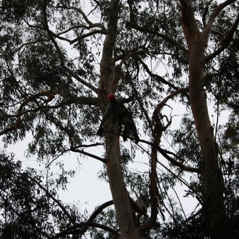 Anderson's Tree Care Specialists - Tree Pruning in San Jose - Tree Services Near Me - San Jose, California Anderson's Tree Care Specialists - Tree Pruning in San Jose - Tree Services Near Me - San Jose, California