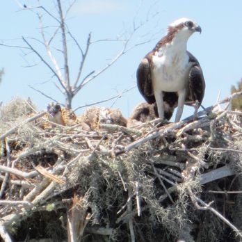 Sail Moonraker - Mom Osprey With Her 3 Babies. Can You Find All 3? - Boat Charters Near Me - Vero Beach, Florida Sail Moonraker - Mom Osprey With Her 3 Babies. Can You Find All 3? - Boat Charters Near Me - Vero Beach, Florida
