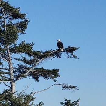 Fort Flagler State Park - Spotted a Bald Eagle at Fort Flagler! - Parks Near Me - Nordland, Washington