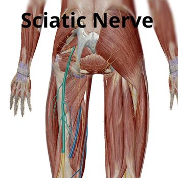 Next Level Massage - Sciatic Nerve - Massage Near Me - Ridgeland, Mississippi