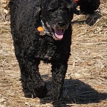 Happiest Paws In Town - Dog Walkers Near Me - Haydenville, Massachusetts Happiest Paws In Town - Dog Walkers Near Me - Haydenville, Massachusetts
