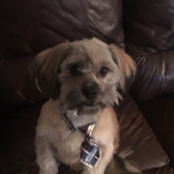 fuzzy friends mobile pet spa