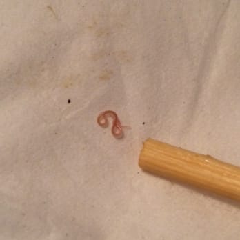 Mottsu - Live worm/parasite I found in my sashimi lunch special delivered from Mottsu. Absolutely DISGUSTING! Do not eat here! - Japanese Near Me - Brooklyn, New York Mottsu - Live worm/parasite I found in my sashimi lunch special delivered from Mottsu. Absolutely DISGUSTING! Do not eat here! - Japanese Near Me - Brooklyn, New York