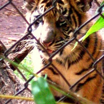 Honolulu Zoo - one of the cute baby tigers - Zoos Near Me - Honolulu, Hawaii Honolulu Zoo - one of the cute baby tigers - Zoos Near Me - Honolulu, Hawaii