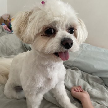 Splish Splash Wags - Pet Groomers Near Me - Long Beach, California