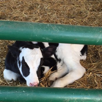 Mt Crawford Creamery - Born yesterday! - Specialty Food Near Me - Mount Crawford, Virginia