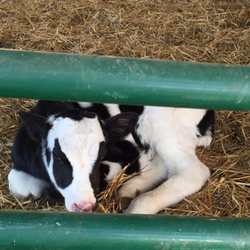 Mt Crawford Creamery - Born yesterday!