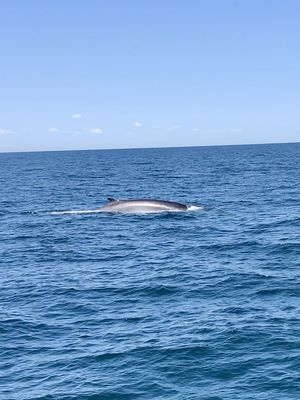 7 Seas Whale Watch by null