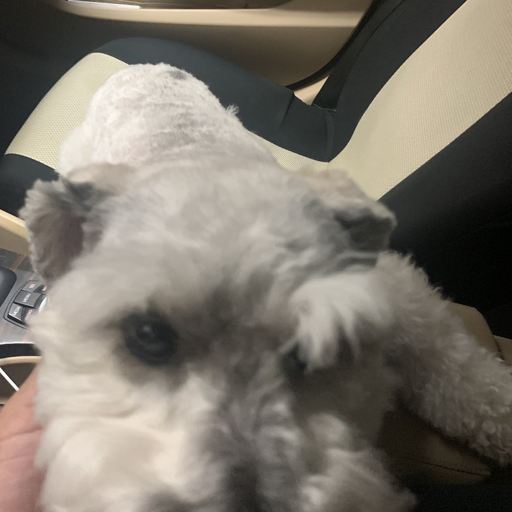 Groomingdales - Left eyebrow - Pet Groomers Near Me - Las Vegas, Nevada Groomingdales - Left eyebrow - Pet Groomers Near Me - Las Vegas, Nevada