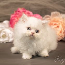 Cuteness Overload Kittens - Ragamuffin