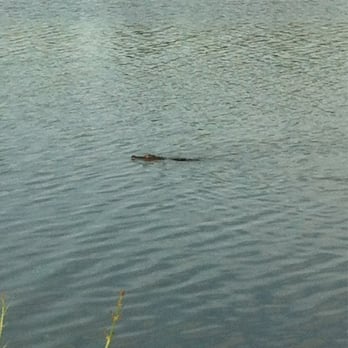 JW Marriott - Gator in lake near JW Marriott - Hotels Near Me - Orlando, Florida