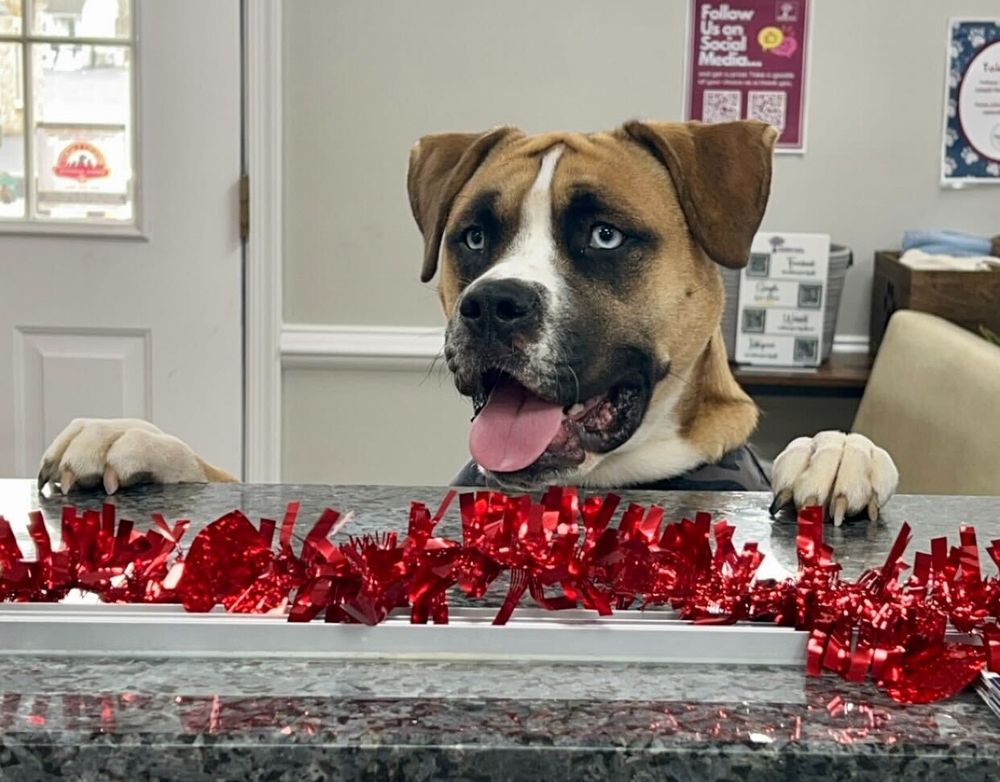 Audubon Family Veterinary Center Image