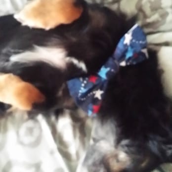 Clipz Pet Salon - Happy Campers! - Pet Groomers Near Me - Upland, California Clipz Pet Salon - Happy Campers! - Pet Groomers Near Me - Upland, California