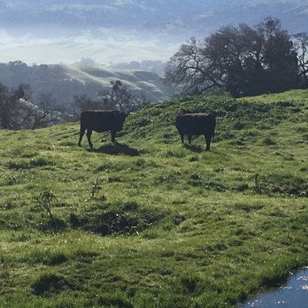 Pleasanton Ridge Regional Park - Pretty docile herds throughout - Parks Near Me - Pleasanton, California