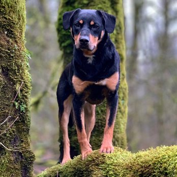 Dogs Listen To Us - Pet Training Near Me