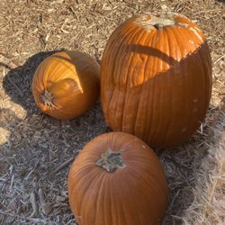 Seasonal Adventures Pumpkin Patch And Christmas Trees - Three pumpkins three prices: $15, $19, $32.