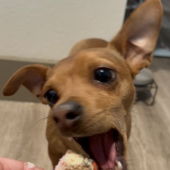 Three Dog Bakery - Pet Stores Near Me - Mansfield, Texas