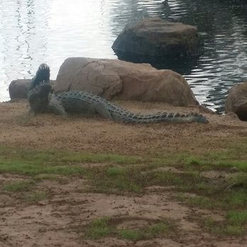 Oyster Creek Park - Fake gator! - Parks Near Me - Sugar Land, Texas Oyster Creek Park - Fake gator! - Parks Near Me - Sugar Land, Texas