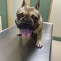 Photo of Dill Veterinary Hospital & Reproductive Services